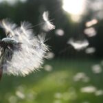 Close-up of dandelion seeds dispersing in the wind, symbolizing freedom and growth.